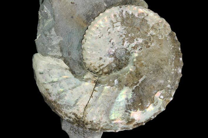 Iridescent Discoscaphites Ammonite - South Dakota #98719